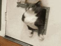 Fat Cat GIF - Find & Share on GIPHY