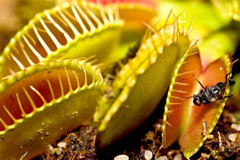 Venus flytrap | Description, Mechanism, Adaptations, Habitat, Diet ...