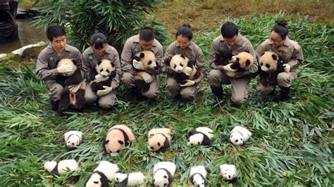 Chinese Officials Sign Deal to Create Giant Panda National Park