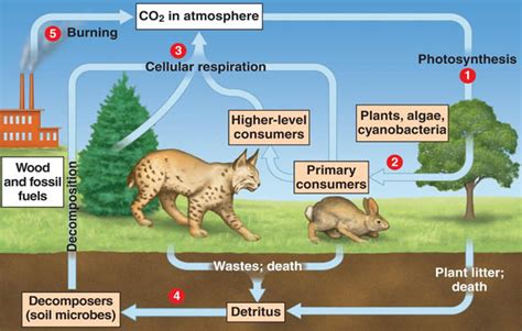 Interaksi antara Komponen-komponen Biotik | BIOLOGY SMART