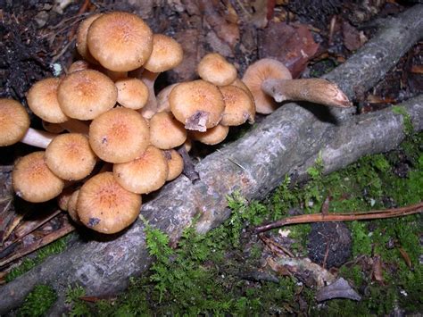 Armillariella (=Armillaria) tabescens This is the "Ringless Honey ...