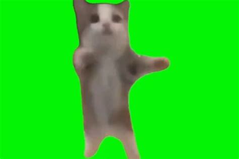 cat meme template Archives - Video Meme