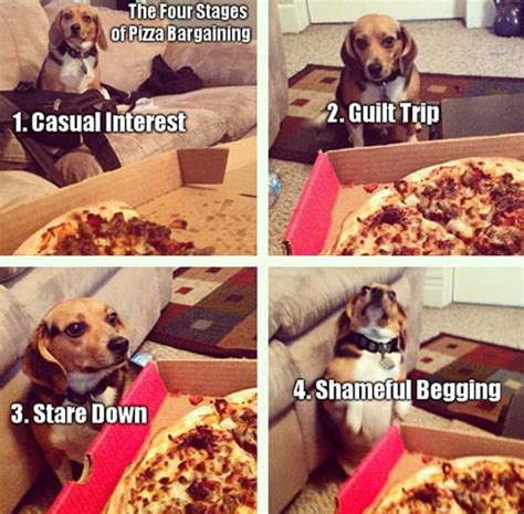 Hungry dog - 9GAG