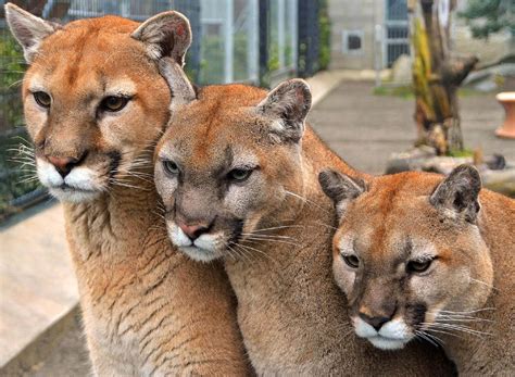 Cougar Mountain Zoo in Issaquah WA | Zoological Society of Washington