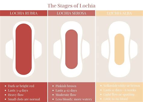 4 Weeks Postpartum Bleeding: What’s Normal and What’s Not – The Mom ...