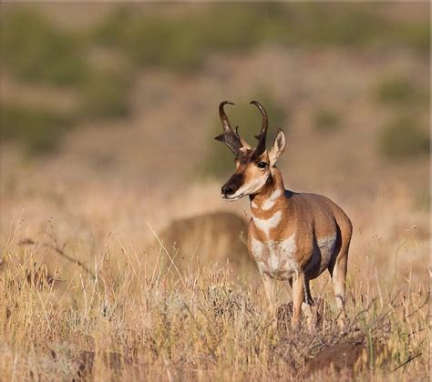 Pronghorn Antelope - NDOW