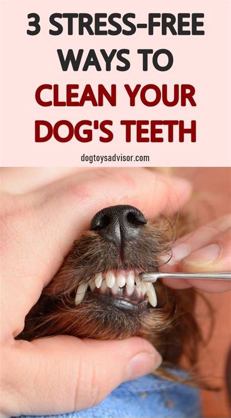 How to Clean Your Dogs Teeth At Home | How To Clean Dog Teeth Without ...