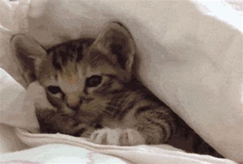 Sleepy GIF - Find & Share on GIPHY