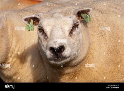 Beltex sheep in flock Stock Photo - Alamy