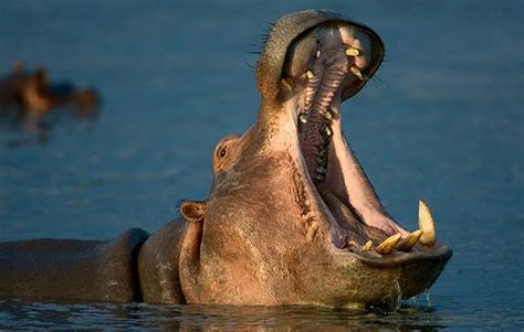 14+ Home For Many Hippos - RaihatMarcie