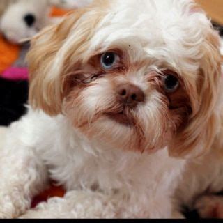 Shih Tzu Blue Eyes