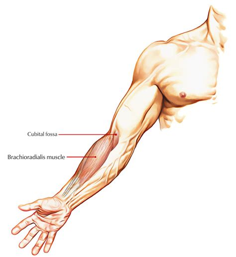 Brachioradialis – Earth's Lab