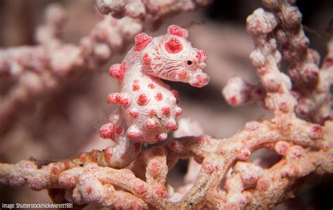 Pygmy Seahorse - Oceana