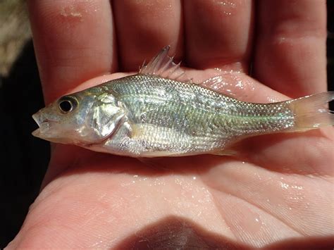 Potential competition between black crappie and invasive white perch in ...