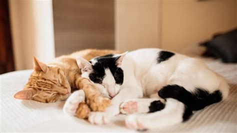 13 Common Cat Sleeping Positions & What They Mean