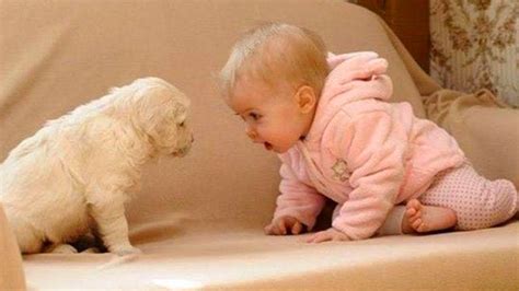 Adorable Babies Playing With Dogs and Cats || Funny Babies Compilation ...