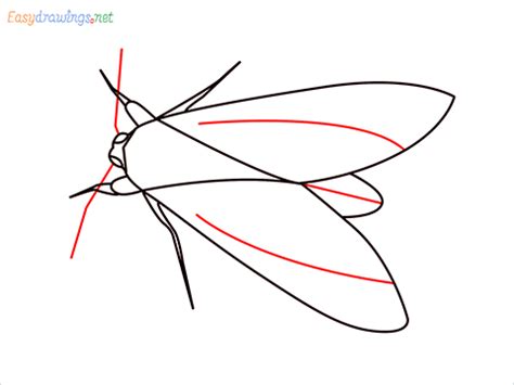 How To Draw A Moth Step by Step - [7 Easy Phase]