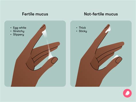 Identifying Stages Of Cervical Mucus, 46% OFF