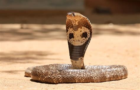 670 Sssensational Snake Names for Your Slithery Sidekick - Animal Hype