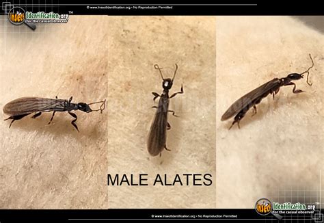 Winged Termites Identification