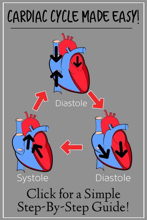 Cardiac Cycle Phases Diagram