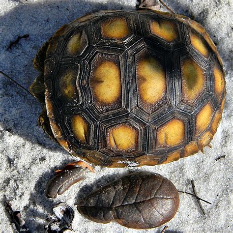 Baby Gopher Tortoise (Gopherus polyphemus) | A tiny baby gop… | Flickr