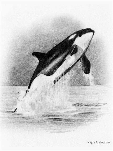 Original Valentin “ORCAS” Killer Whale Drawing, Whale Art, Orca ...