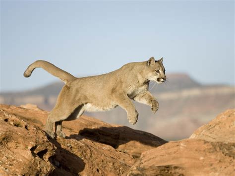 Mountain lioness : r/FantasyImages