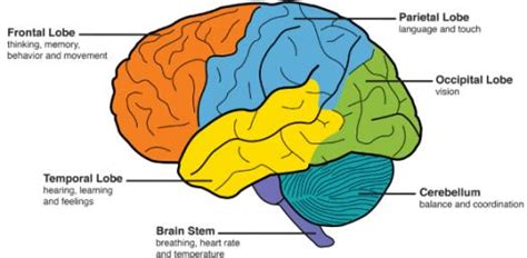 Parts Of The Brain Quiz - ProProfs Quiz