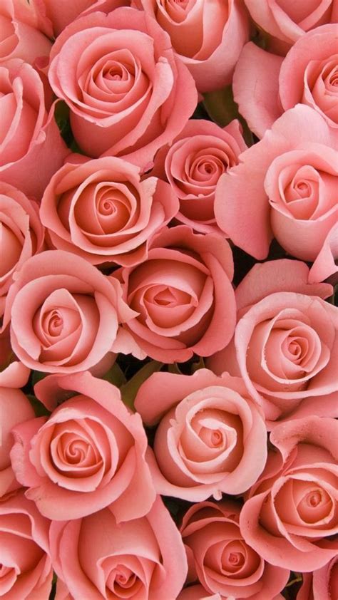 25 Beautiful Roses Wallpaper Backgrounds For iPhone in 2023 | Rose ...