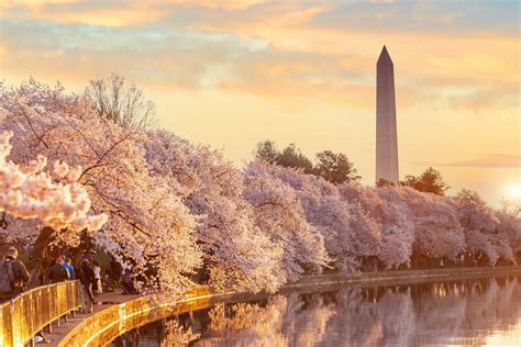 Cherry Blossom Festival 2024 Washington Dc - Elaina Lurlene