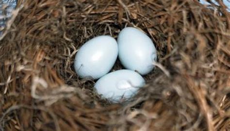 Gestation of Canary Eggs | Animals - mom.me