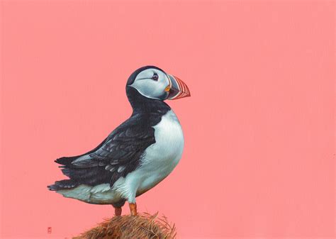 Print of My Puffin Painting, Original Size, Archival Quality Print - Etsy