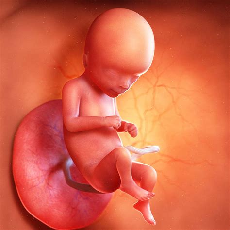 Pregnancy Stages Of Fetus