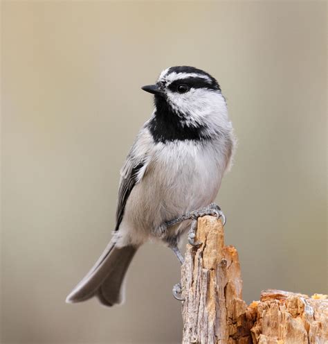 Mountain Chickadee | Audubon Field Guide