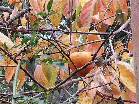 From the Editor – Persimmon Tree