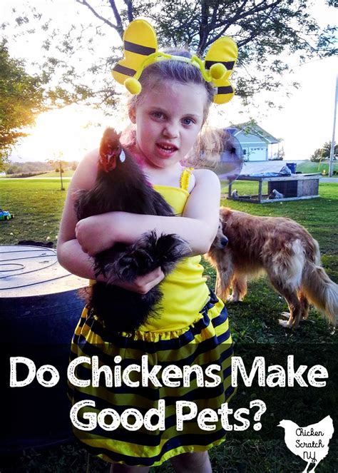 Should you Keep Chickens as Pets or as Livestock?