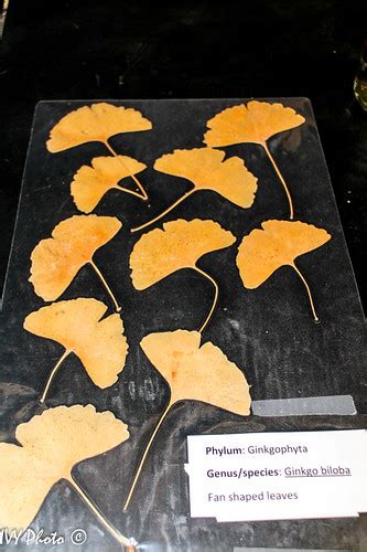 Ginkgophyta - Ginkgo biloba leaves | Igor Yakushkin | Flickr