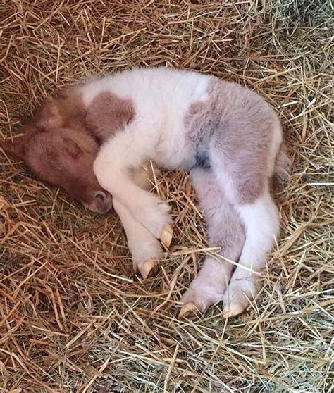 Adorable Newborn Foal on Hay