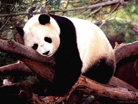 panda sleeping Blank Template - Imgflip