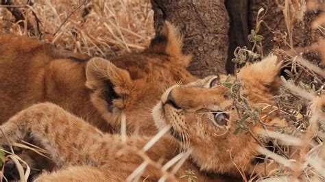 African lion cubs playing in african savannah 2493396 Stock Photo at ...