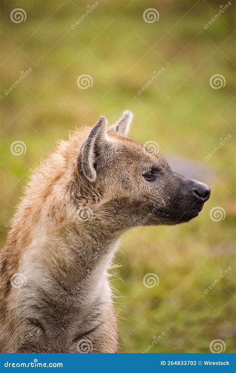 Closeup Shot of the Spotted Hyena in Its Natural Wild Habitat Stock ...