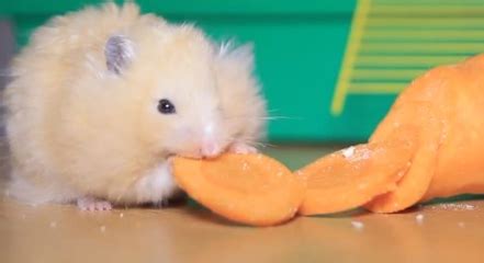 Can Hamsters Eat Carrots? - Hamster Care