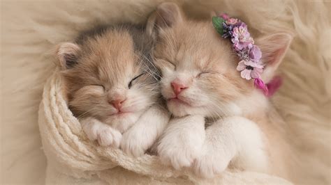 Two Beautiful Kittens Are Sleeping Covered With White Towel 4K HD ...