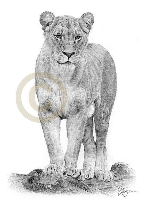 Portrait of a Lioness pencil drawing print big cat art | Etsy