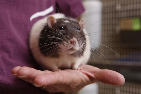 Are Rats Smarter Than Dogs