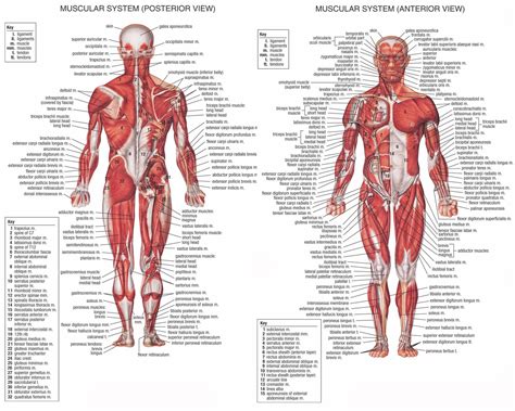 Anatomy Of The Human Body Muscles | Anatomy Picture Reference and ...