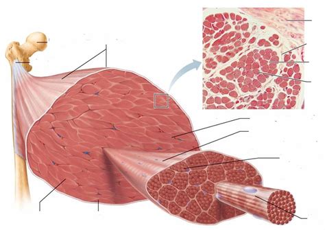 Exam 3 Muscle Tissue w/Images Diagram | Quizlet