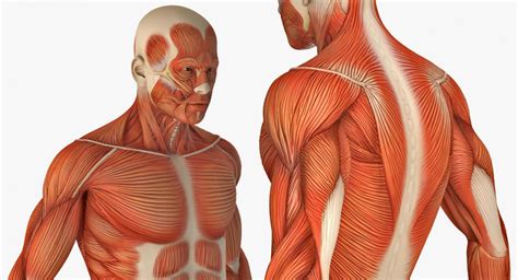 3D model Anatomy Male Muscular System Rigged | 3D Molier International