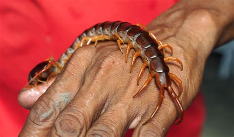 Centipedes In My Home: How To Deal With Them Effectively